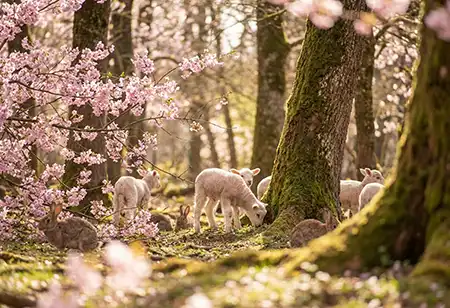 New kife -an image of  lambs, rabbits and cherry blosson in a woodland setting