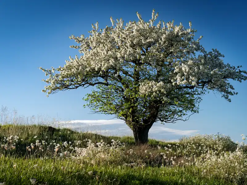 An image of a lhawthorn tree in full bloom with wild flowers growing around its base.